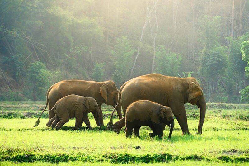 Somatheeram-Kerala-roundtrip-Wildlife-min