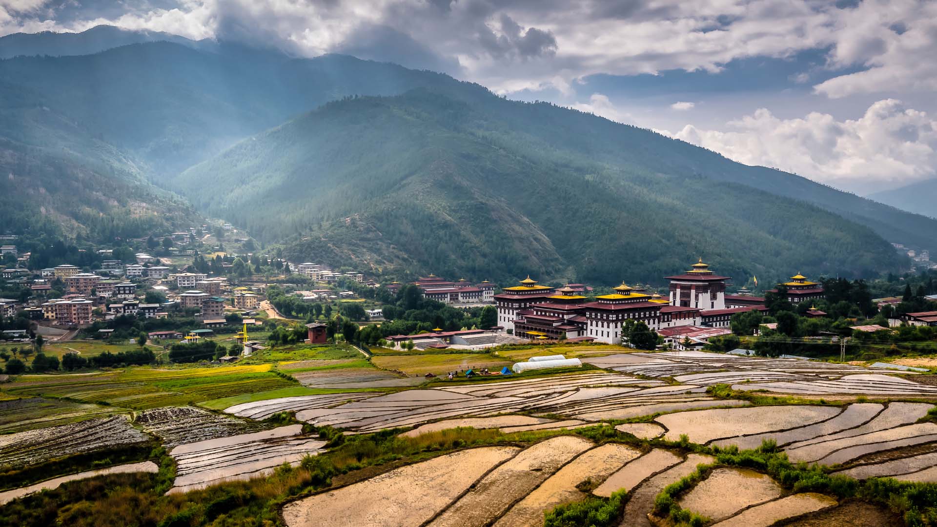 padd-field-thimpu-bhutan