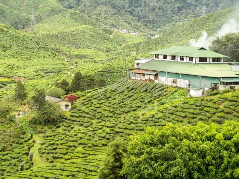 tea-plantations-factory-munnar